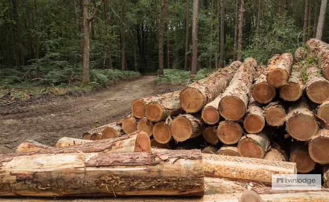 Illegaal gekapt hout is uit den boze